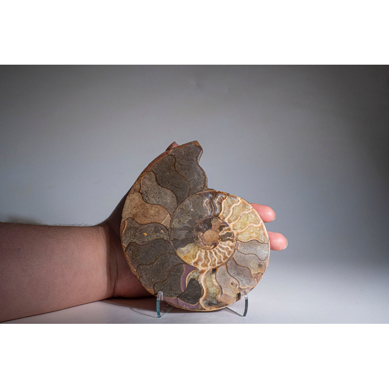Calcified Ammonite Halve From Madagascar (.7 lbs)