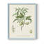 Reproduction encadrée antique d'amande botanique II - bois massif-1973418081-1973418083