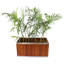 Boîte à fleurs rectangulaire eucalyptus-36996074-36996078