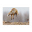 «Spring of Spring» par Hanzlah, reproduction de photo sur toile tendue-29763376