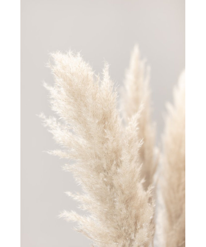 Pampas Grass 03