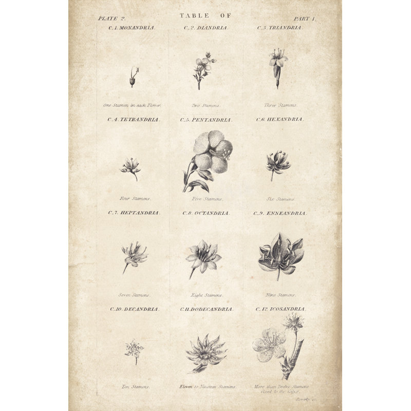 Conversations on Botany 11 by Wild Apple Portfolio - Drawing Print, 46cm H x 30cm W, Black Floater Framed