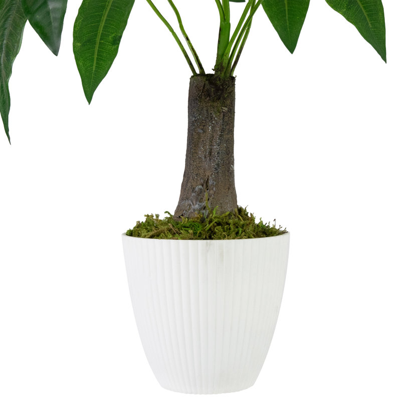 20 plantes