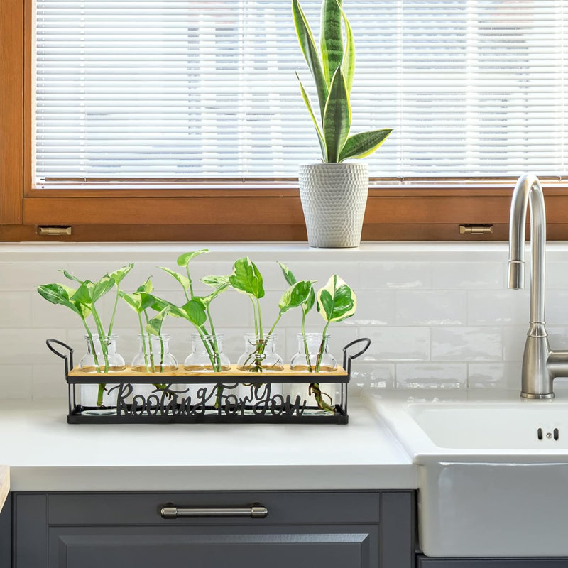 Les stations de propagation de plantes, pour les amateurs de plantes qui ramassent pour vous des pots de vases de boutures hydroponiques