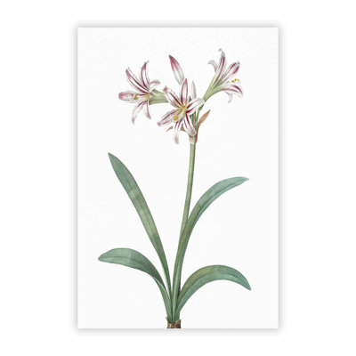 Pretty Amaryllis Flowers by Pierre Joseph Redoute - Frameless Print
