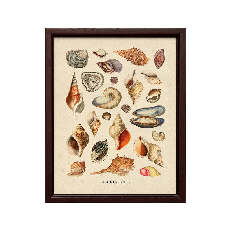Coquillages, Canvas, 08"H x 10"W, Brown Framed