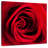 Arney Red Rose In Bloom-109220859