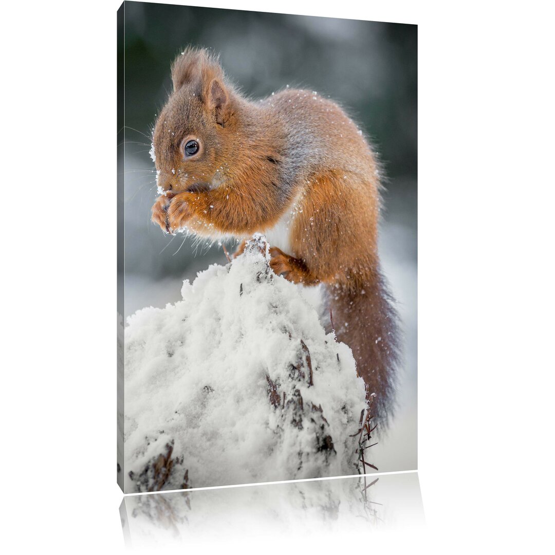 Leinwandbild Kleines Eichhörnchen im Winter