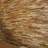 Teak Matrix 