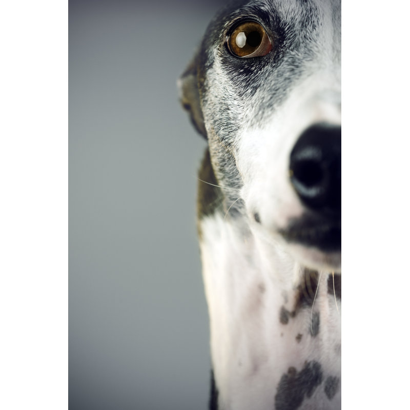 Greyhound by SensorSpot - Wrapped Canvas Print, 30cm H x 20cm W
