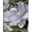 Fabric Poinsettia Arrangement