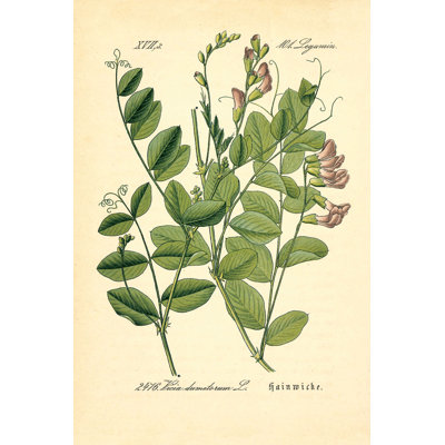 Vintage Botanical Raplant - Wrapped Canvas Painting