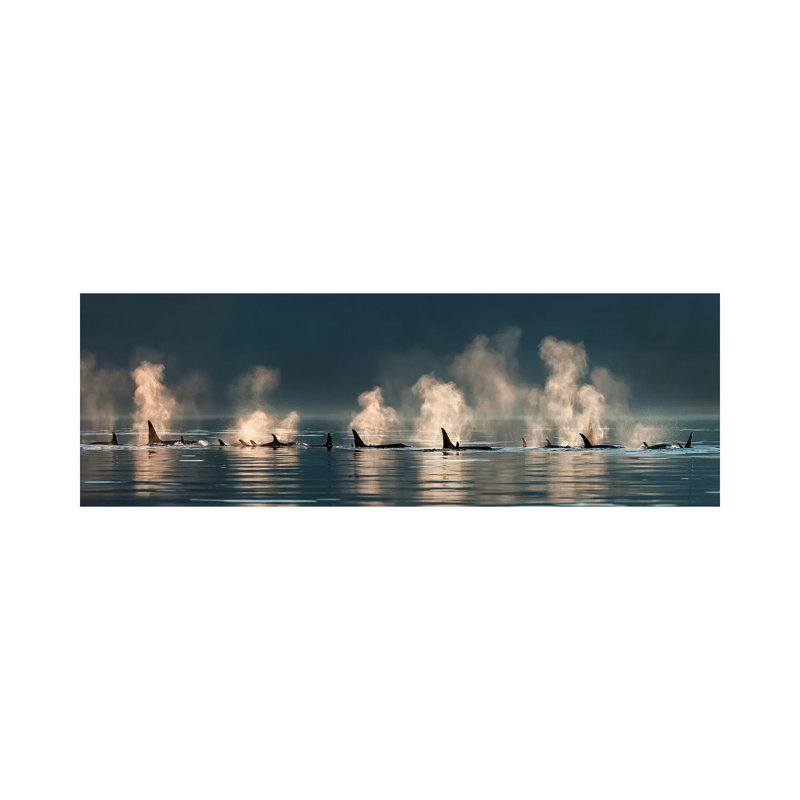 A Group Of Orcas Come To The Surface On A Calm Day, Lynn Canal, Inside Passage, Alaska by Design Pics - Wrapped Canvas Print