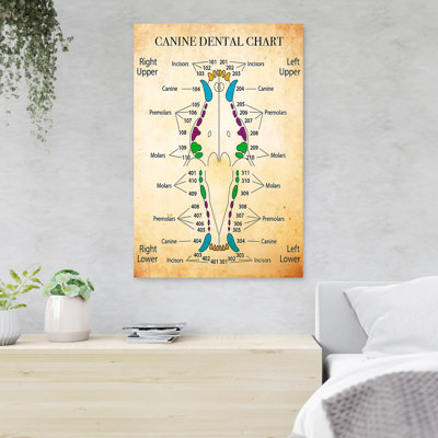 The Structure Of Teeth - Canine Dental Chart - 1 Piece Rectangle Graphic Art Print On Wrapped Canvas