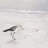Semipalmated sandpiper - 32"x32" art on canvas