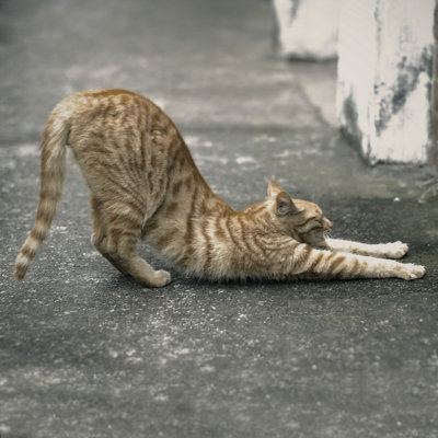 Cat Yoga