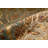 Dharma Oriental Indoor Rug