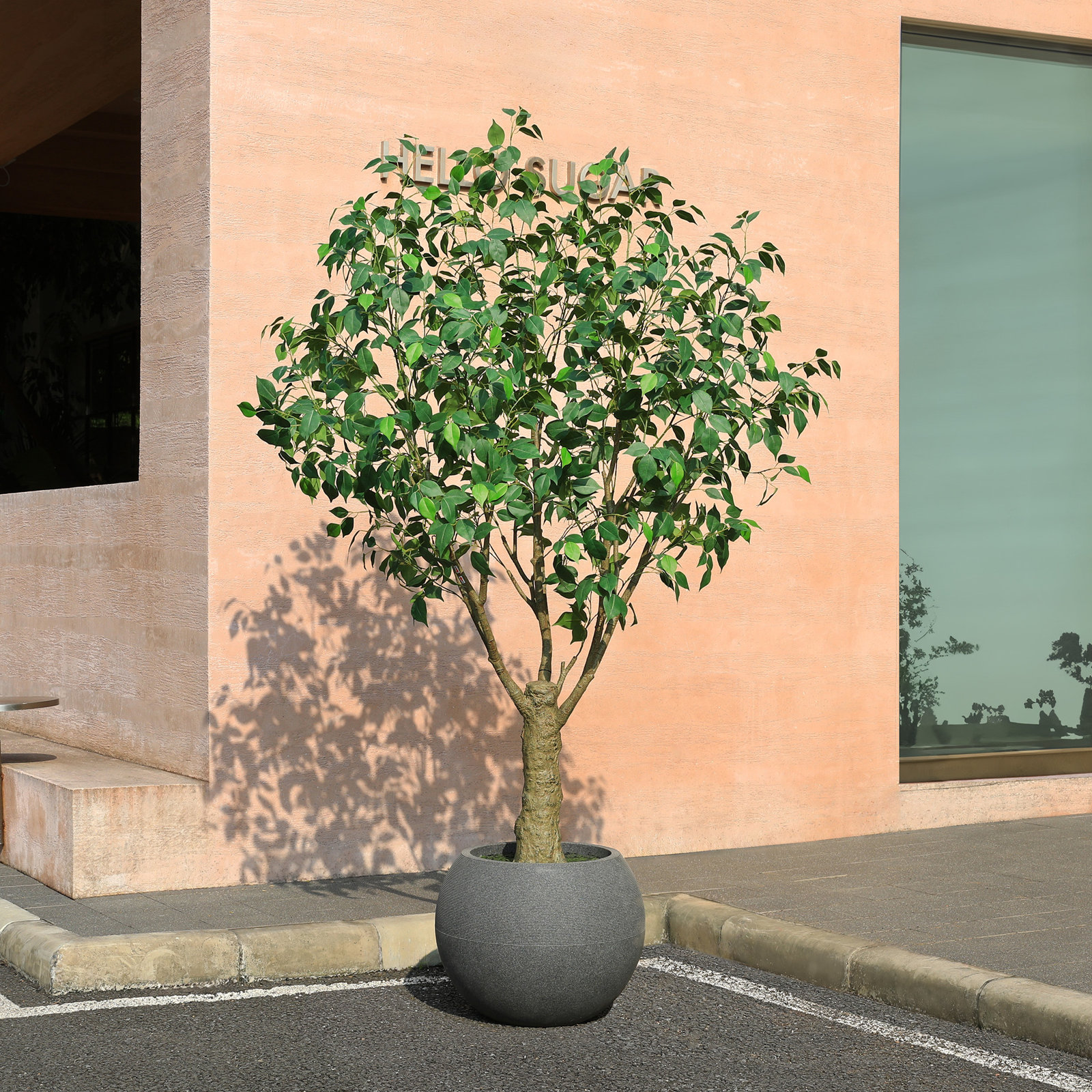 Ailsa 84" Ficus Tree in Planter