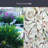 Begonia Window Film 24" x 36"