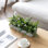 Arrangement de plantes vertes dans un pot en ciment