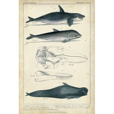 Antique Whale & Dolphin Study I by G. Henderson - No Frame Painting on Canvas
