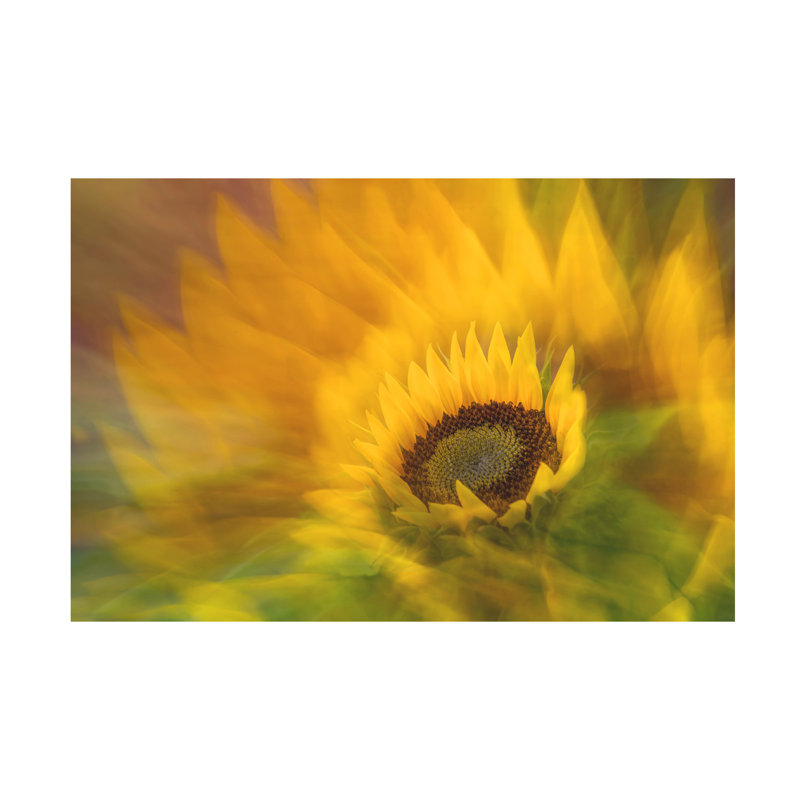 Art sur toile tournesol Bachelor Dirk Thies, H 12 po x l 19 po