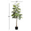 52'' Faux Rubber Tree Plant in Polyethylene (Pe) Pot