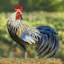 Statue de coq Aurelien