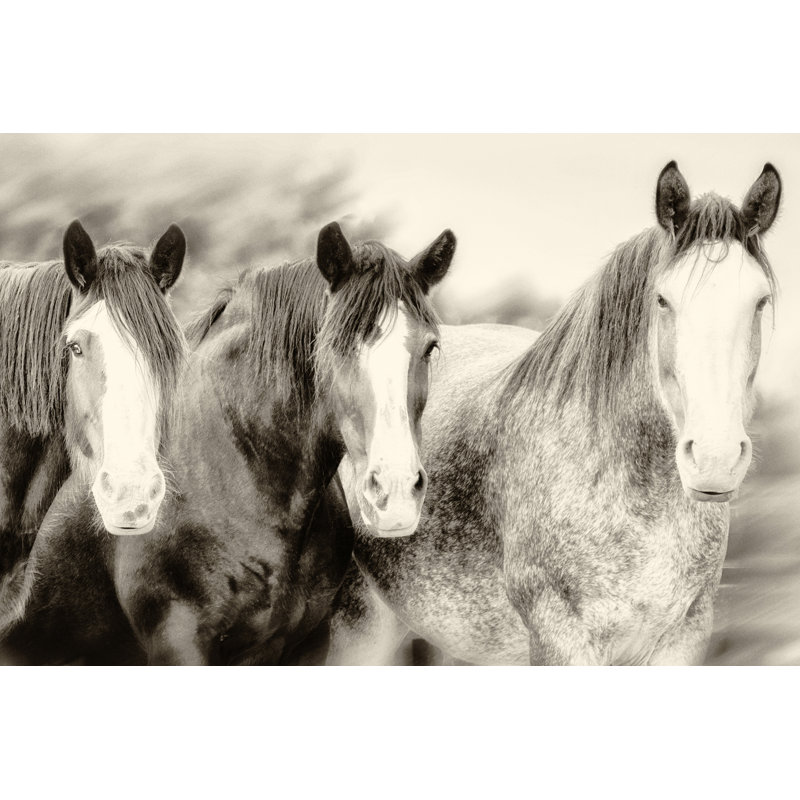 «Three Amigos II» par PHBurchett - reproduction de photo sur toile, H 32 po x l 48 po
