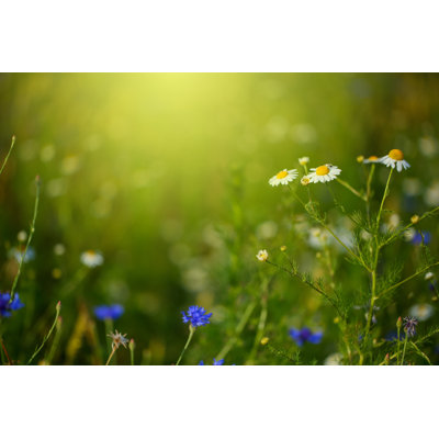 Spring Blossom by Bgfoto