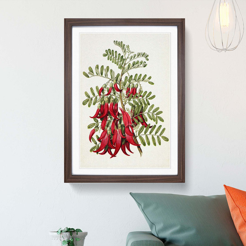 Clianthus Flowers by Sarah Featon - Picture Frame Painting Print, 48cm H x 36cm W x 2cm D, Walnut Framed