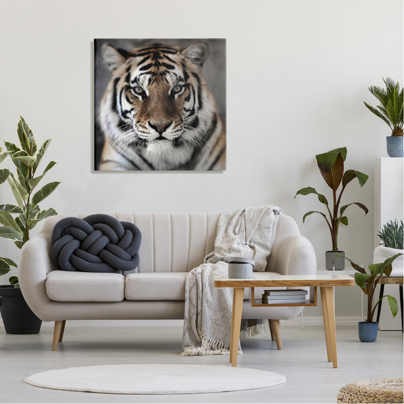 «Tiger Gros plan sur toile» par Danita Delimont, H 30 po x l 30 po x P 1,5 po