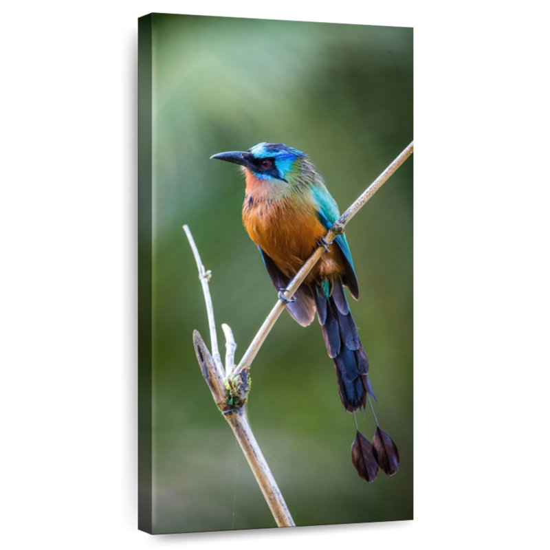Motmot à la Trinité, H 24 po x l 12 po