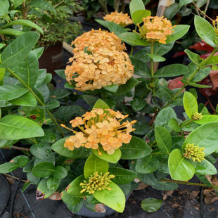 OnlinePlantCenter Live Flowering Plant in Pot