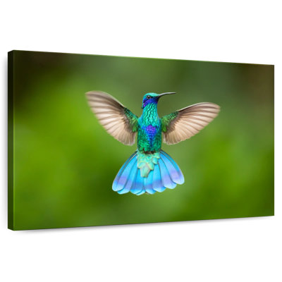 Brampt Flying Violetear Hummingbird