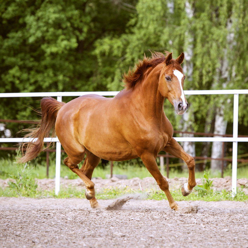 Red Trakehner Horse Runs Trot On The Green Background - Wrapped Canvas Print, 122cm H x 122cm W