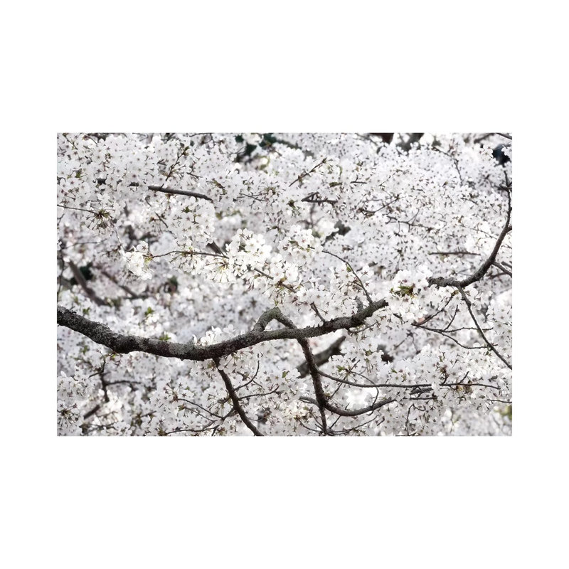 Sakura Cherry Blossom by Philippe Hugonnard - Wrapped Canvas Gallery-Wrapped Canvas Giclée