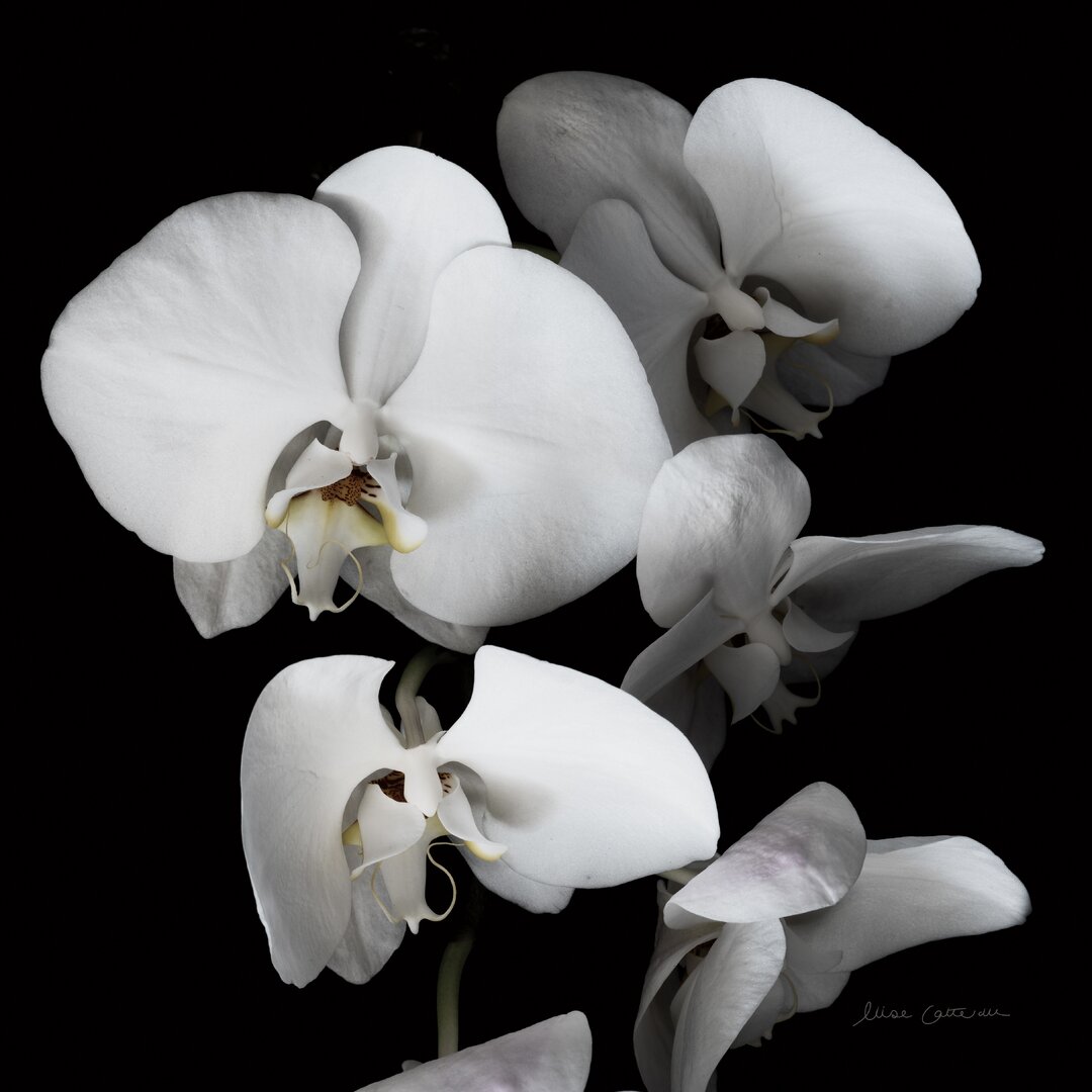 Leinwandbild White Orchid III von Elise Catterall