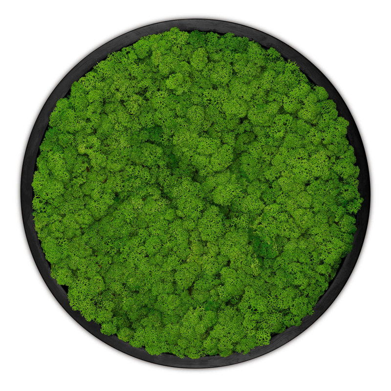 Moss Picture Reindeer Moss Round, 50cm H x 50cm W x 5cm D, Black