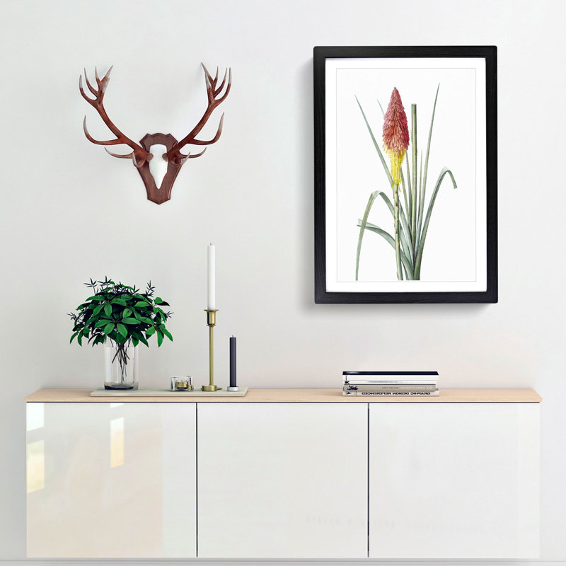 Red Hot Poker Flower by Pierre-Joseph Redoute - Picture Frame Painting Print, Black Framed, 36cm H x 27cm W x 2cm D