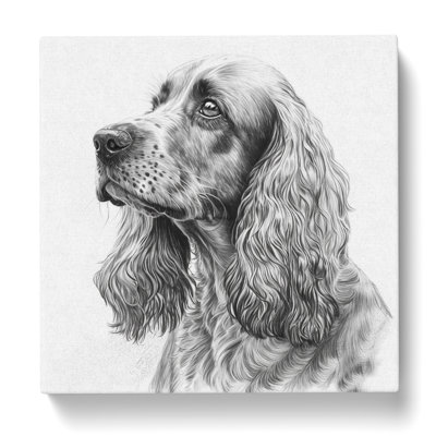 Cocker Spaniel Drawing - Wrapped Canvas