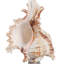 Figurine Oakden Coastal Seashell Sculpture-2049609556
