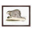 Porcupine Illustration by John Edward Gray - Picture Frame Painting Print-55767088-55767089