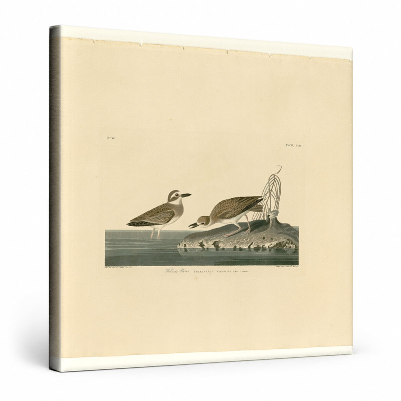 Pluvier Wilson (planche no. 210) - oiseau, art mural