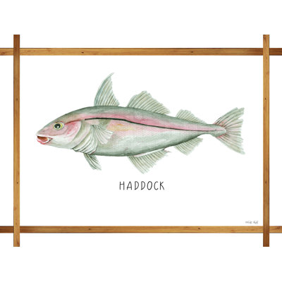 «Haddock on White» par Cindy Jacobs - reproduction d'art sur toile tendue