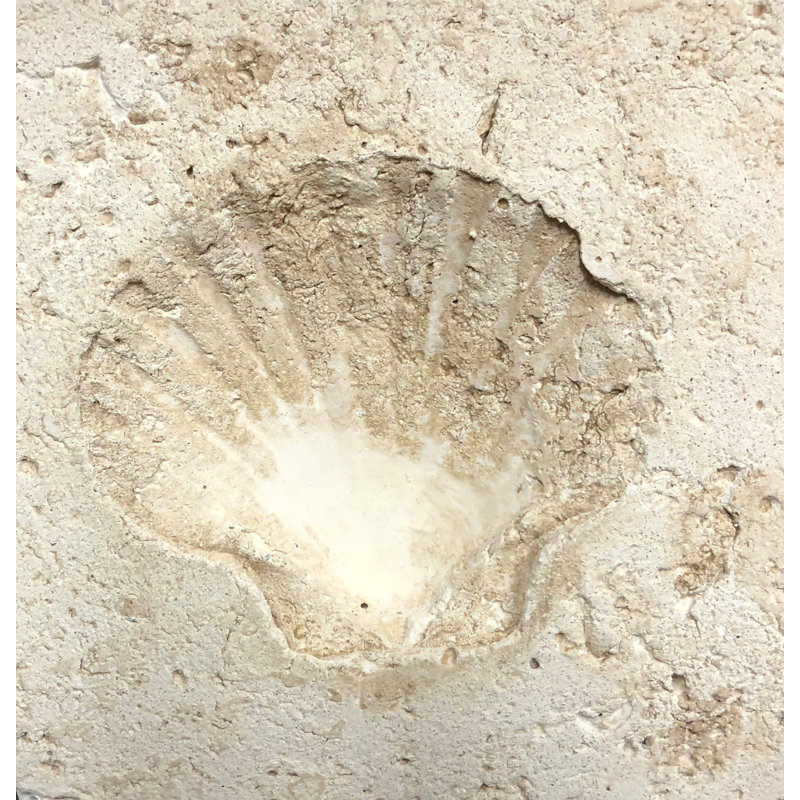 6" x 6" SeaStone Cement Scallop Fossil Impression Medallion Tile in Buff