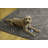 Kivett Rugged Rings Brown and Ivory Indoor Outdoor Machine Washable Area Rug-1377066038