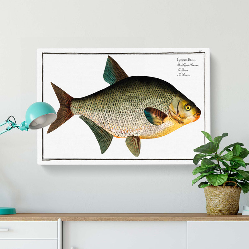 Bream Fish by M.E. Bloch - Wrapped Canvas Painting, 35cm H x 50cm W x 3cm D