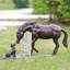 Olivar Dog Horse Metal Garden Statue