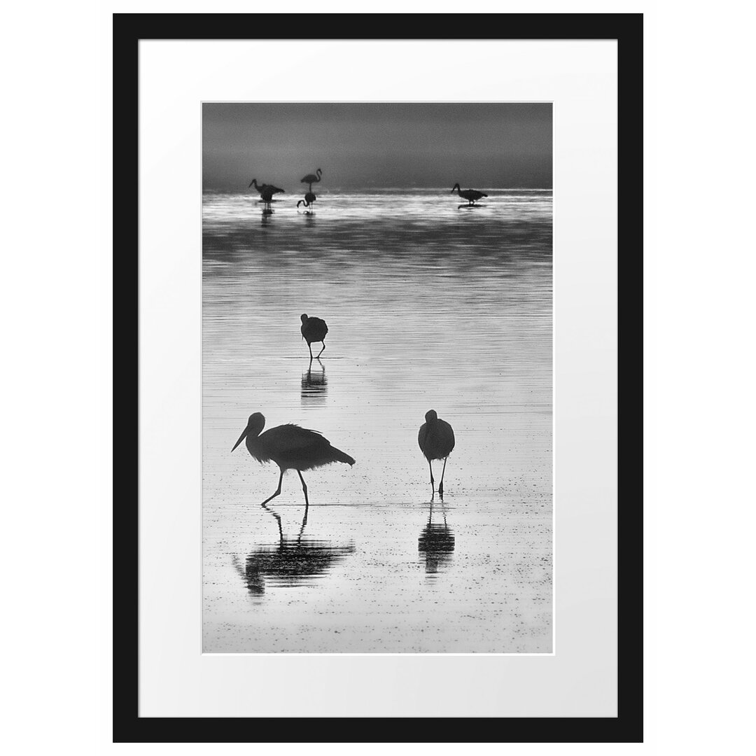 Störche im Wasser Gerahmter Fotokunstdruck